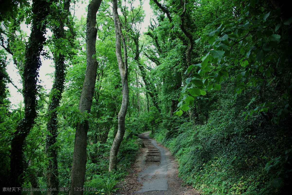 山林 山林小道 林間小路 叢林 樹林 森林 植物 綠色 自然景觀 自然風(fēng)景