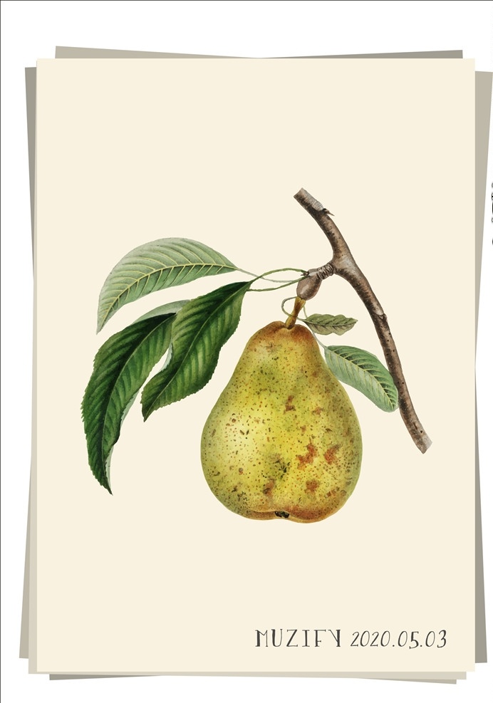 梨 水果图鉴 鸭梨 水果 果实 黄色鸭梨 植物 画稿 画册 花卉 植物图鉴 生物世界