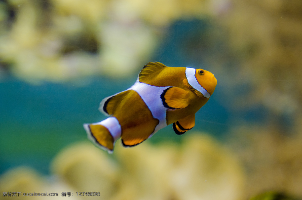 熱帶魚 海底世界 珊瑚 大自然 景觀 景象 生物 動(dòng)物 海洋 海底 水中 魚類 魚 海洋生物 生物世界