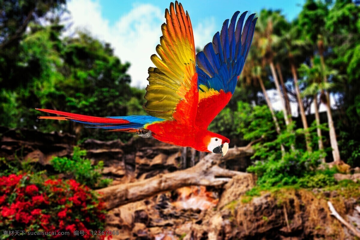彩色鸚鵡 鸚鵡 飛鳥 鳥類動物 動物攝影 飛禽 空中飛鳥 生物世界 黑色