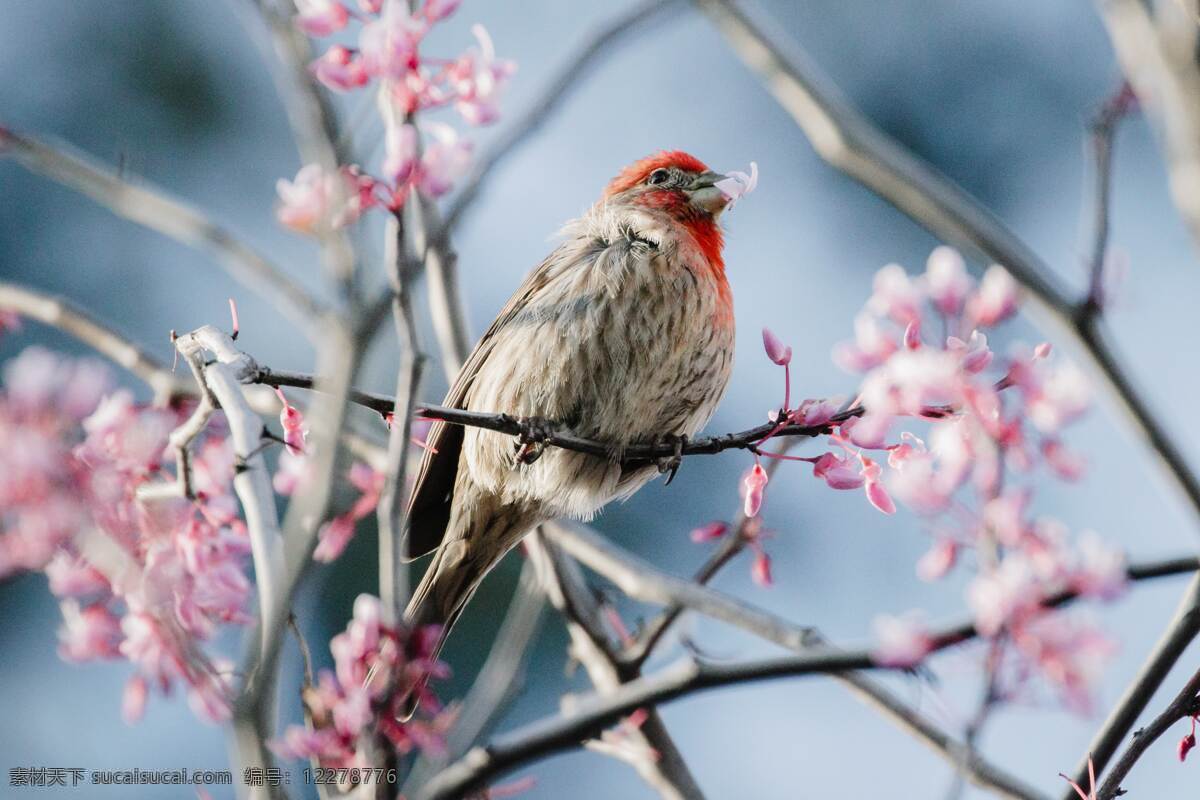 只 鸟儿 落 枝头 粉红色 花骨朵 生机勃勃 4k 高清 图 收藏 自然景观 自然风光