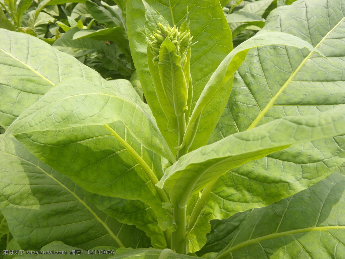煙草花蕾 煙草 旺盛 綠油油 花蕾 含苞欲放 煙葉 田園風(fēng)光 自然景觀