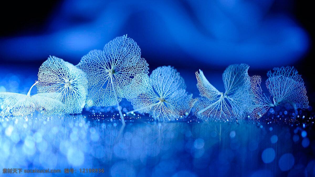 蓝色 梦幻 花朵 茎干 背景 壁纸 摄影图片分享