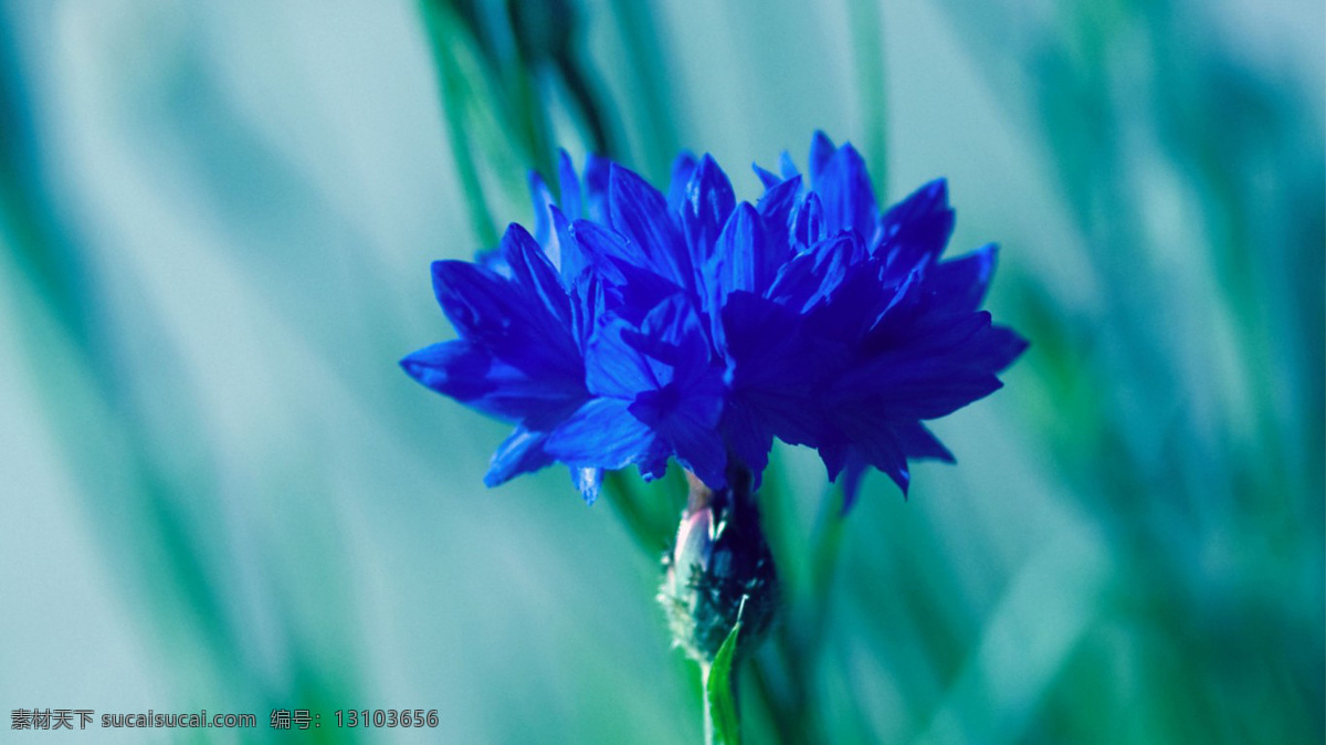位圖免費(fèi)下載 服裝圖案 花朵 菊花 位圖 植物圖案 寫實(shí)花卉 面料圖庫(kù) 服裝設(shè)計(jì) 圖案花型
