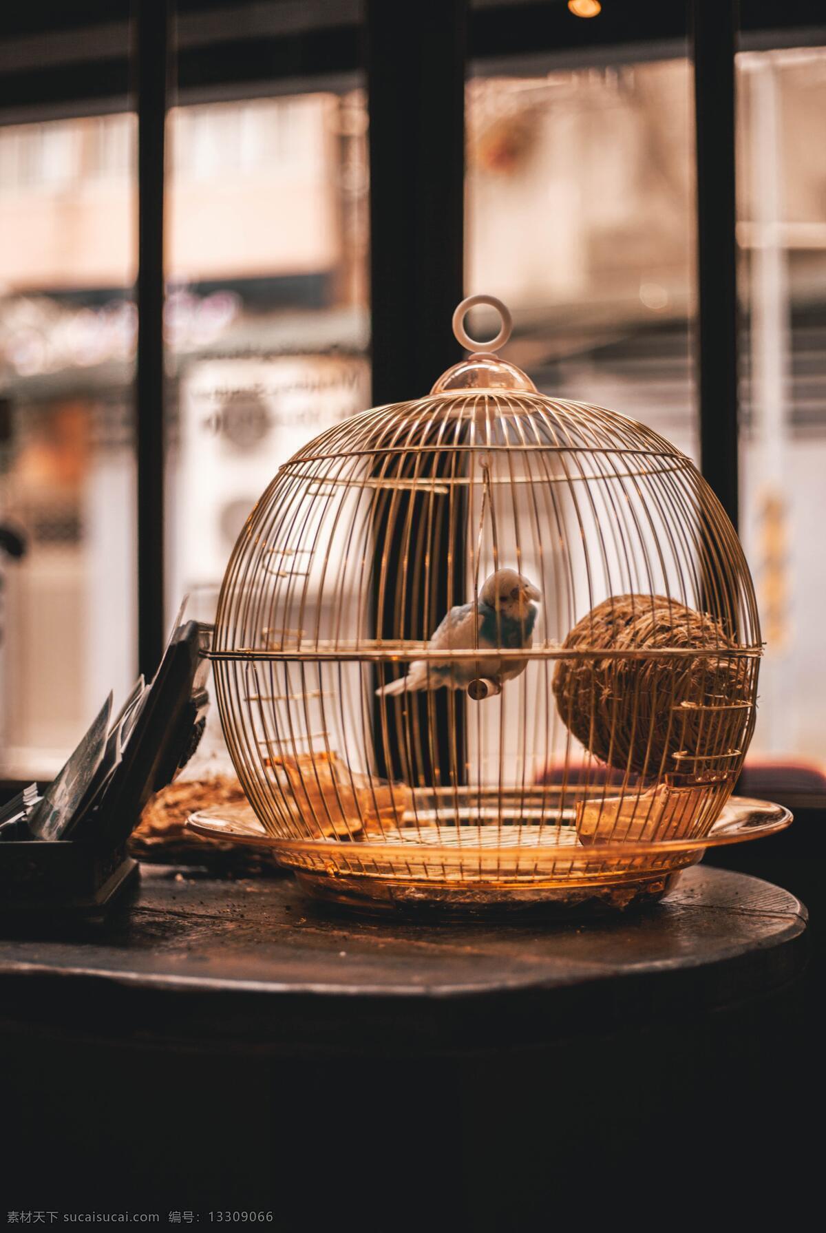 鳥(niǎo)籠 小鳥(niǎo) 古風(fēng) 鳥(niǎo) 逗鳥(niǎo) 生物世界 鳥(niǎo)類