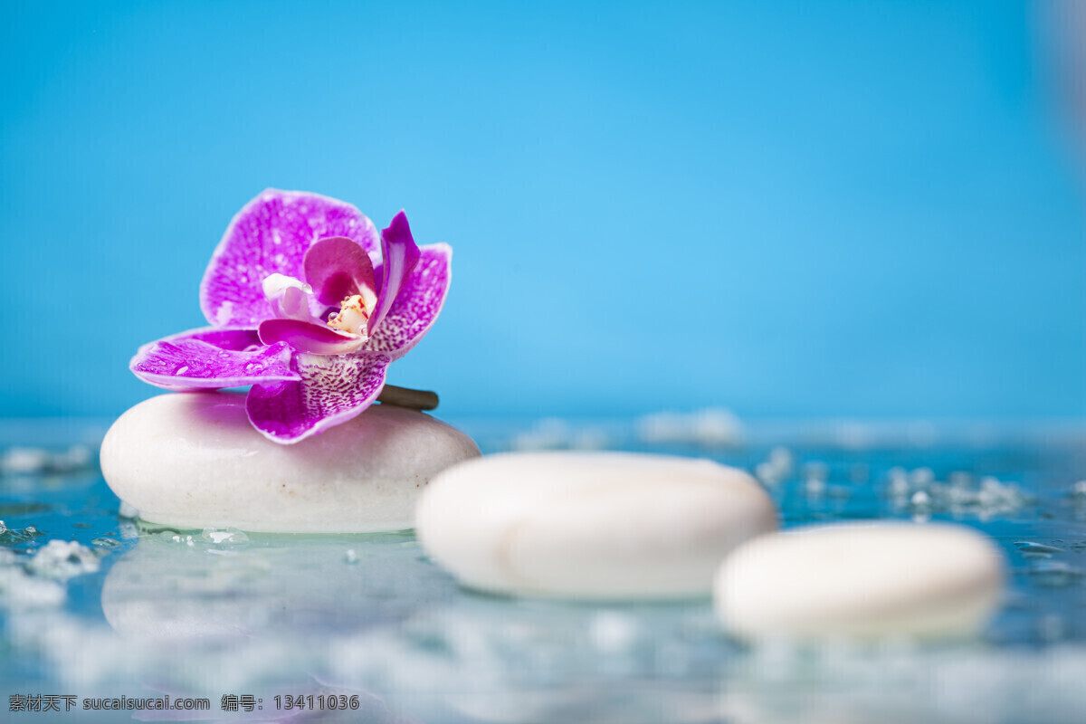 石頭 蝴蝶蘭 植物花朵 花瓣 美麗鮮花 漂亮花朵 花卉 鮮花攝影 花草樹(shù)木 生物世界