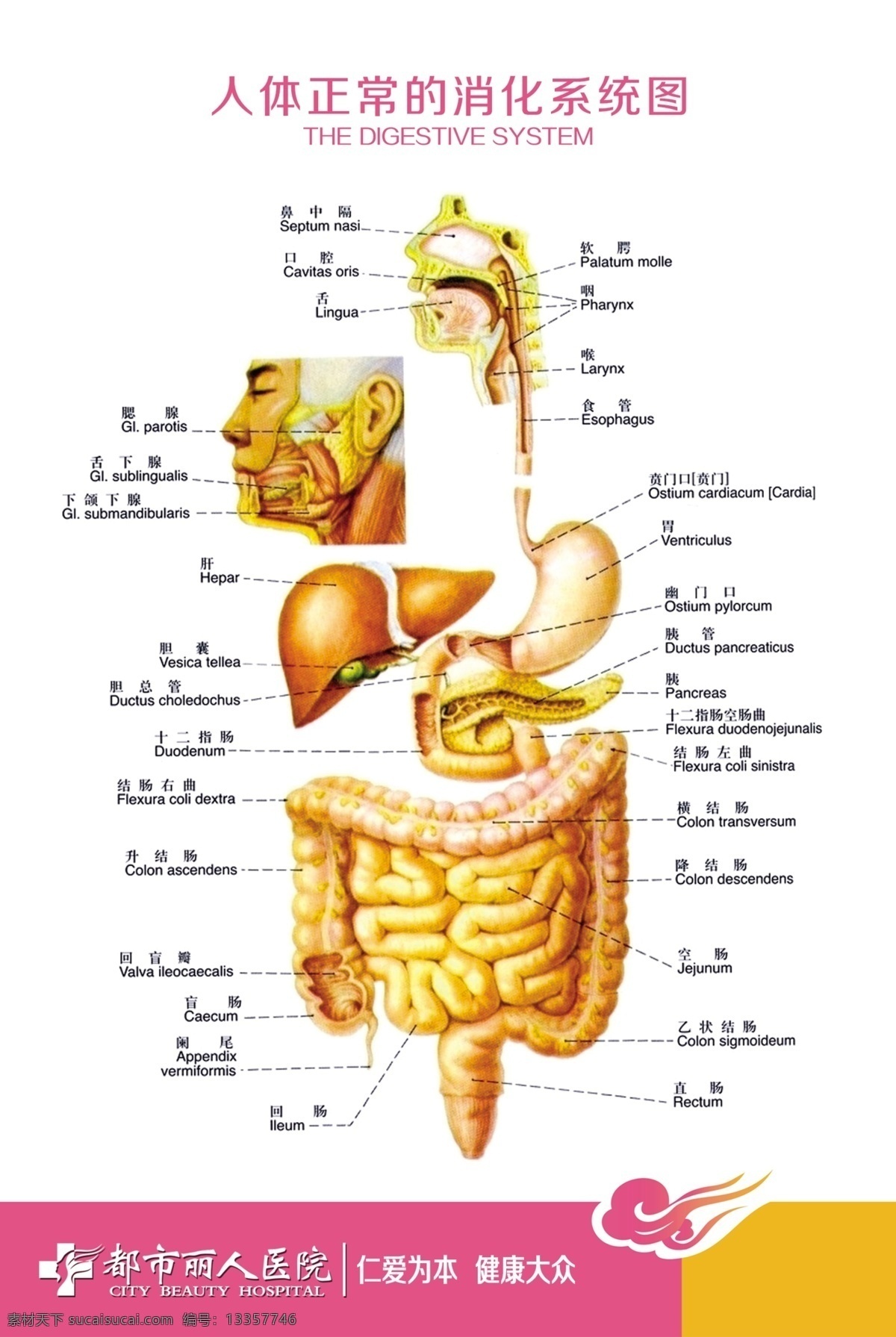 人体 消化系统 展板 图 正常 消化系统图 消化系统展板 白色
