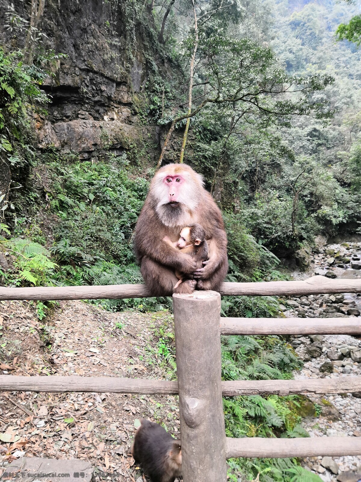 动物 爱护 猴子 保护 大山 生物世界 野生动物