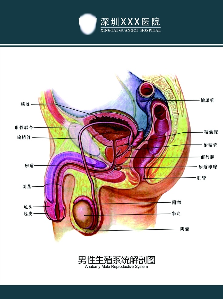 男性 生殖 系统 解剖 生殖系统 解剖图 挂图 医疗 分层