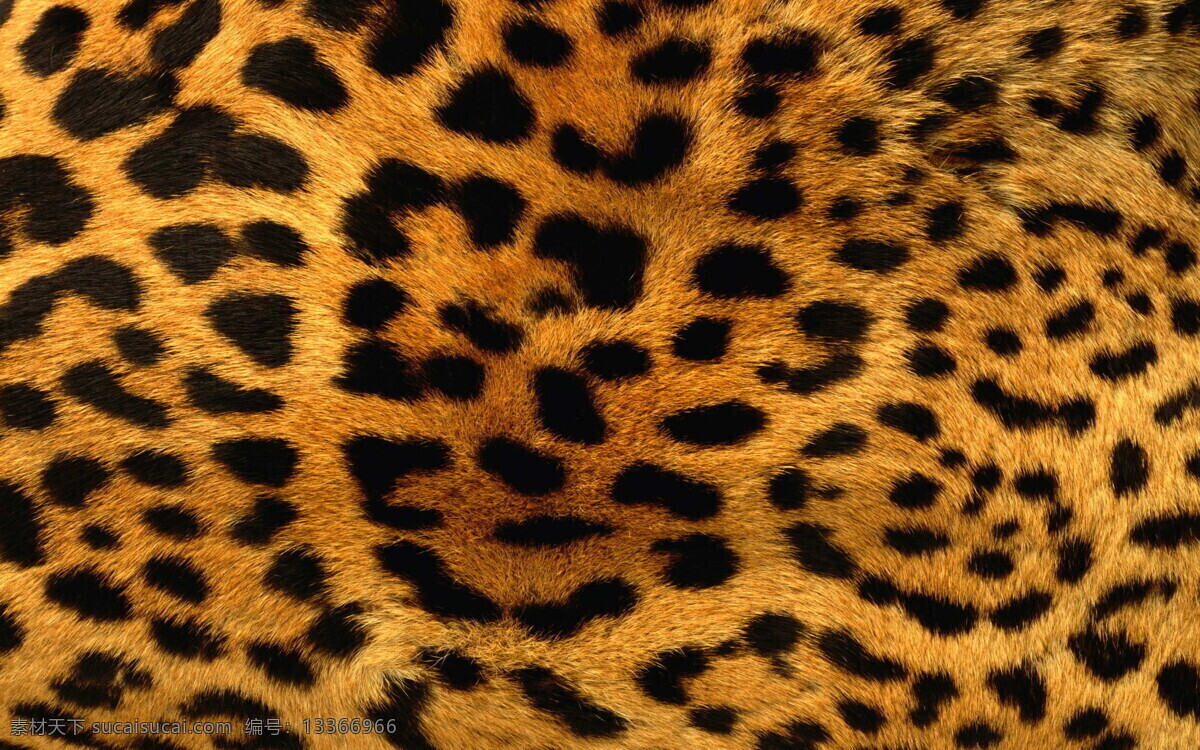動(dòng)物攝影圖 動(dòng)物世界 生物世界 森林 獵豹 豹 豹子 豹紋特寫 圖片專輯 野生動(dòng)物