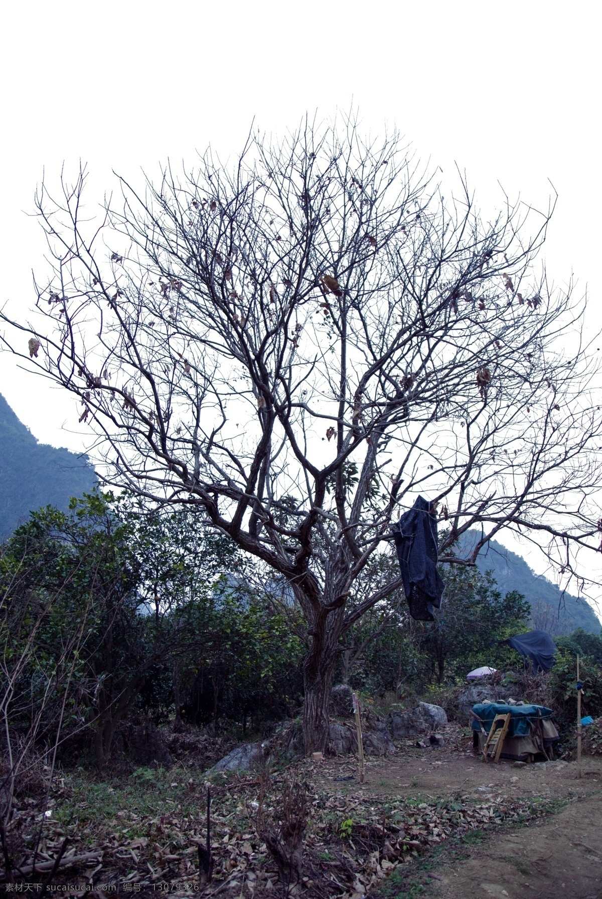 自然風(fēng)光 樹 衣服 大山 樹林 風(fēng)景如畫 大自然風(fēng)光 高聳的山峰 層巒疊嶂 閃 粉