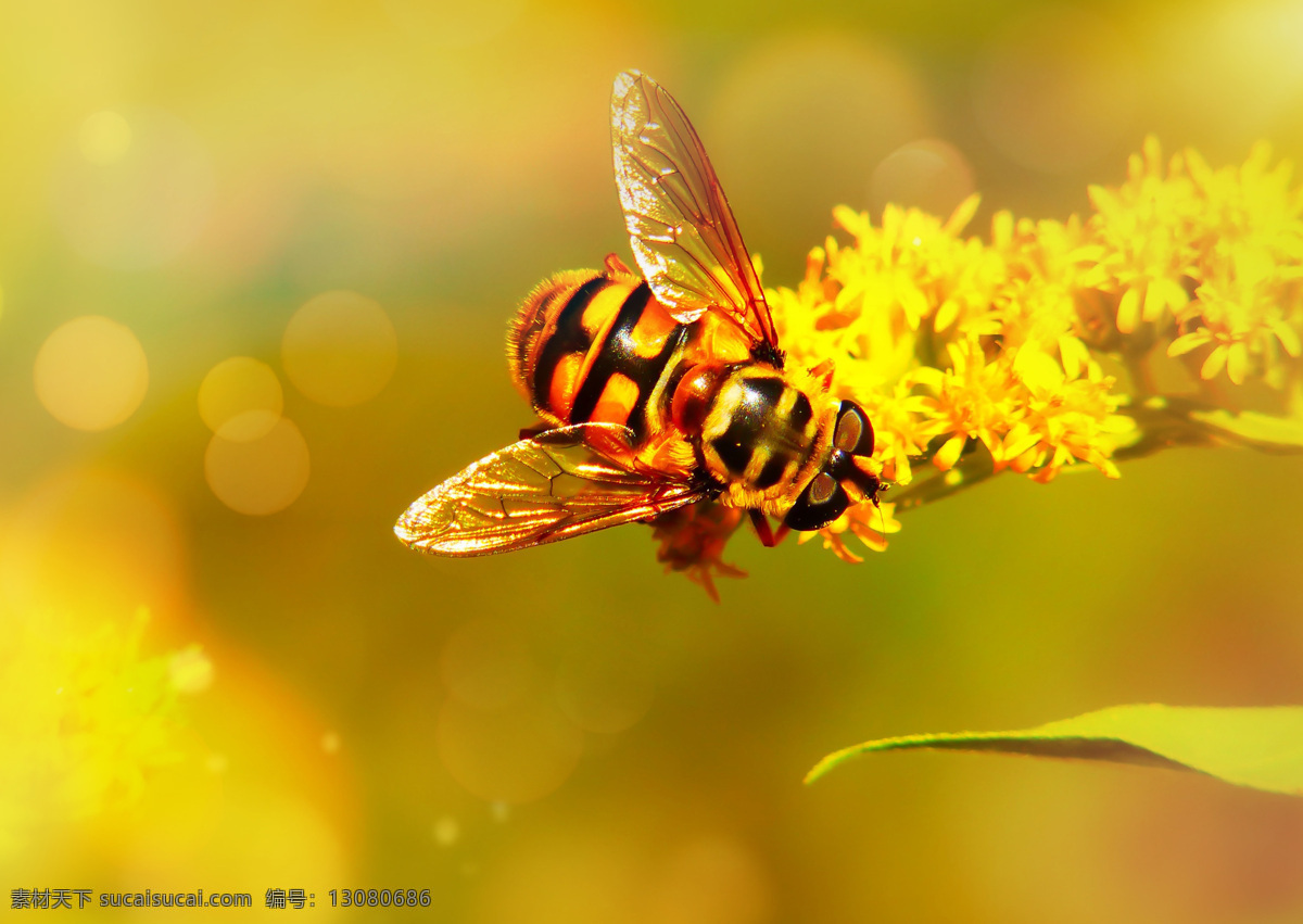 植物昆虫 植物 叶子 叶片 特写 叶 昆虫 壁纸 花朵 蜜蜂 采蜜 授粉