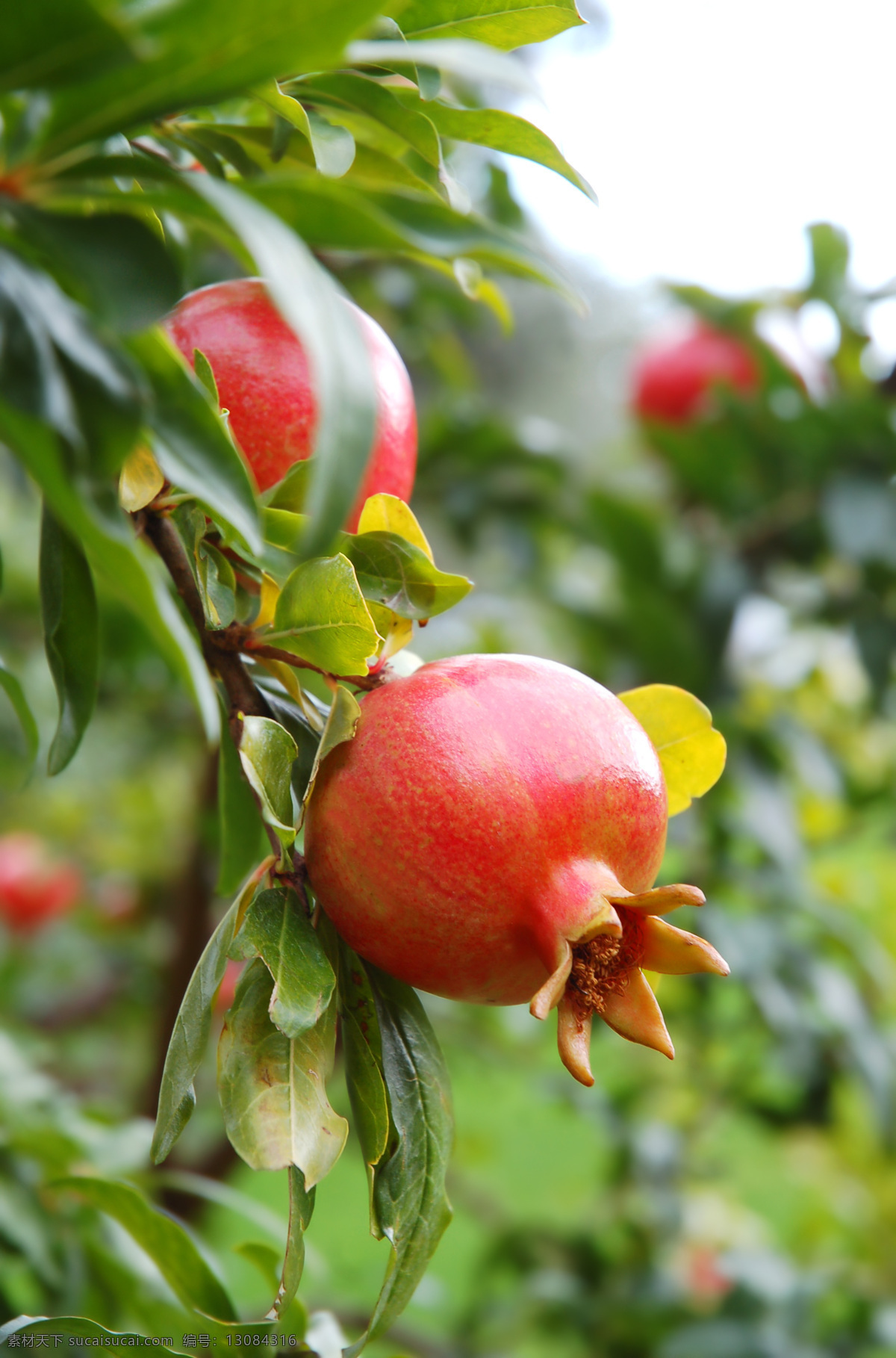 树上 熟 红石 榴 水果 树枝 树叶 树上熟了的 红石榴 蔬菜水果 生物世界