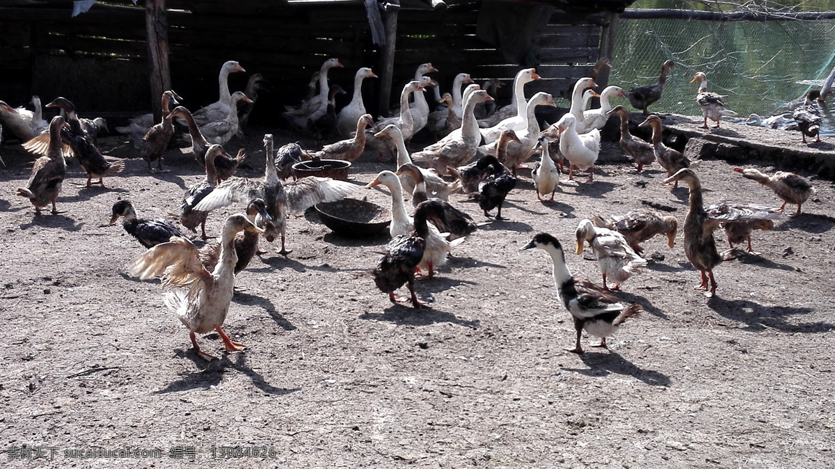 鸭子鹅图片 鸭子 鹅 湖边鸭鹅 散养鸭鹅 山里湖边散养 生物世界 家禽家畜