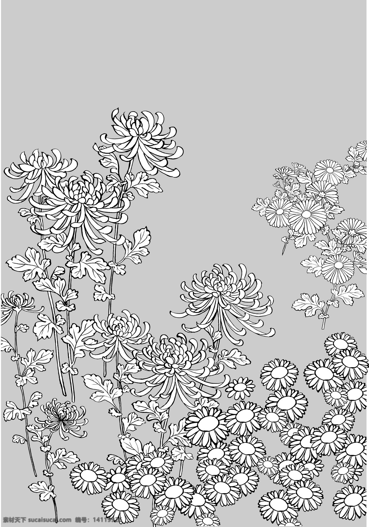 日本 线描 植物 花卉 矢量 雏菊 野菊花 黛西 画线 矢量图 其他矢量图