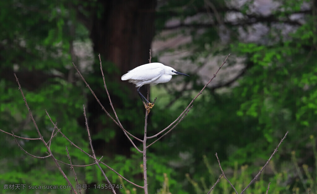 白鹭 光秃秃的枝条 白色羽毛 绿背景 虚化 黑色的喙