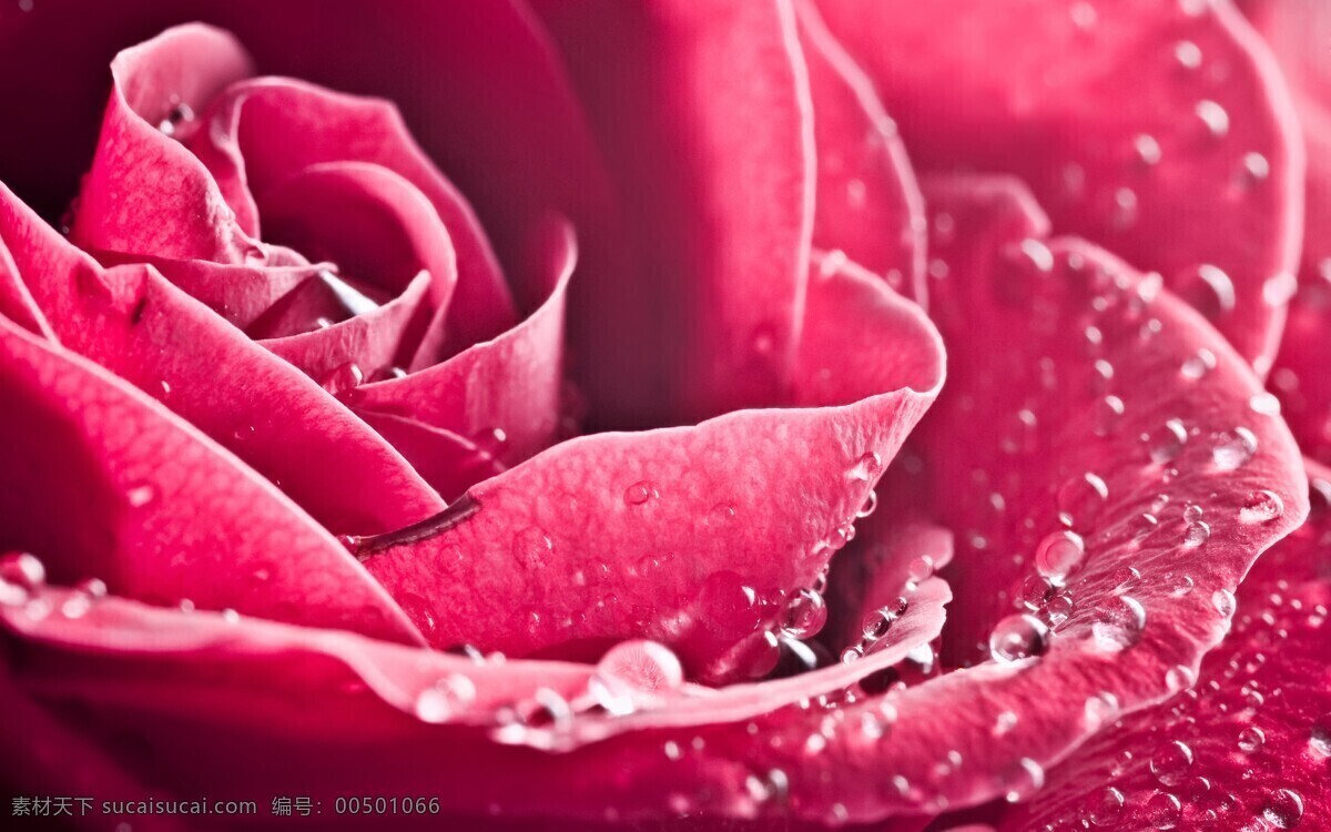 水珠 鲜艳 欲 滴 红玫瑰 背景 底纹 初春 春天 粉红 粉色 红 玫瑰 鲜花 鲜艳欲滴 绽放 意境 底纹边框
