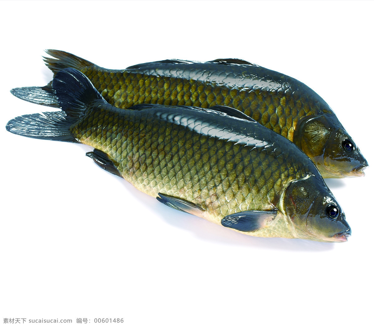 金宝鱼 营养 新鲜 白色背景 静物摄影 水产 生物世界 鱼类