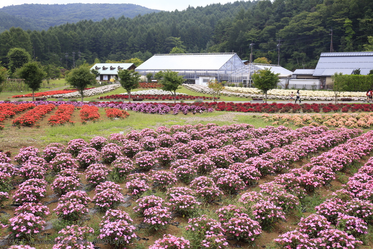 花海 植物 花草 绿叶 植物素材 草本植物 鲜花 风景 国外旅游 旅游摄影