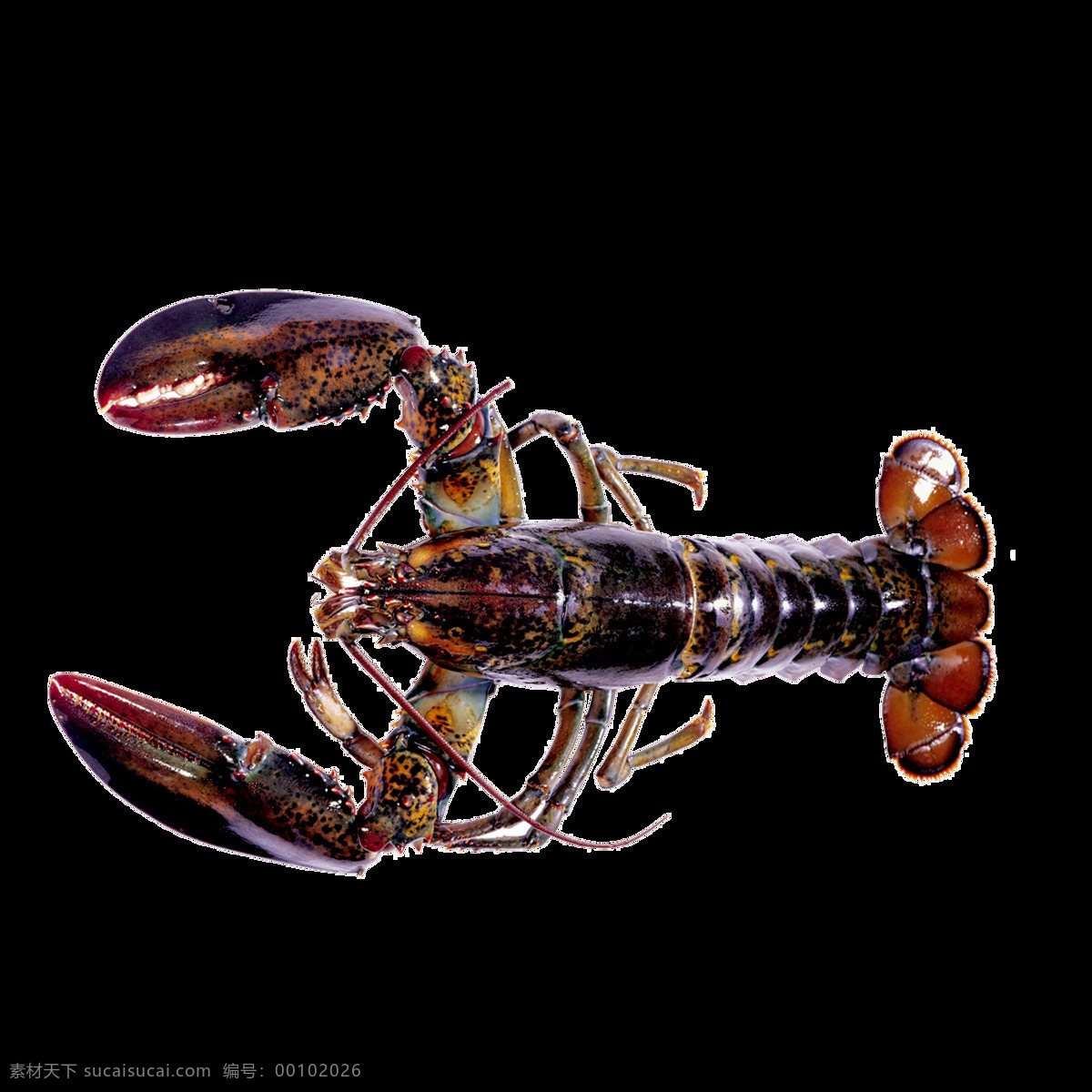 唯美 实物 海洋生物 写实 海虾 真实 形象