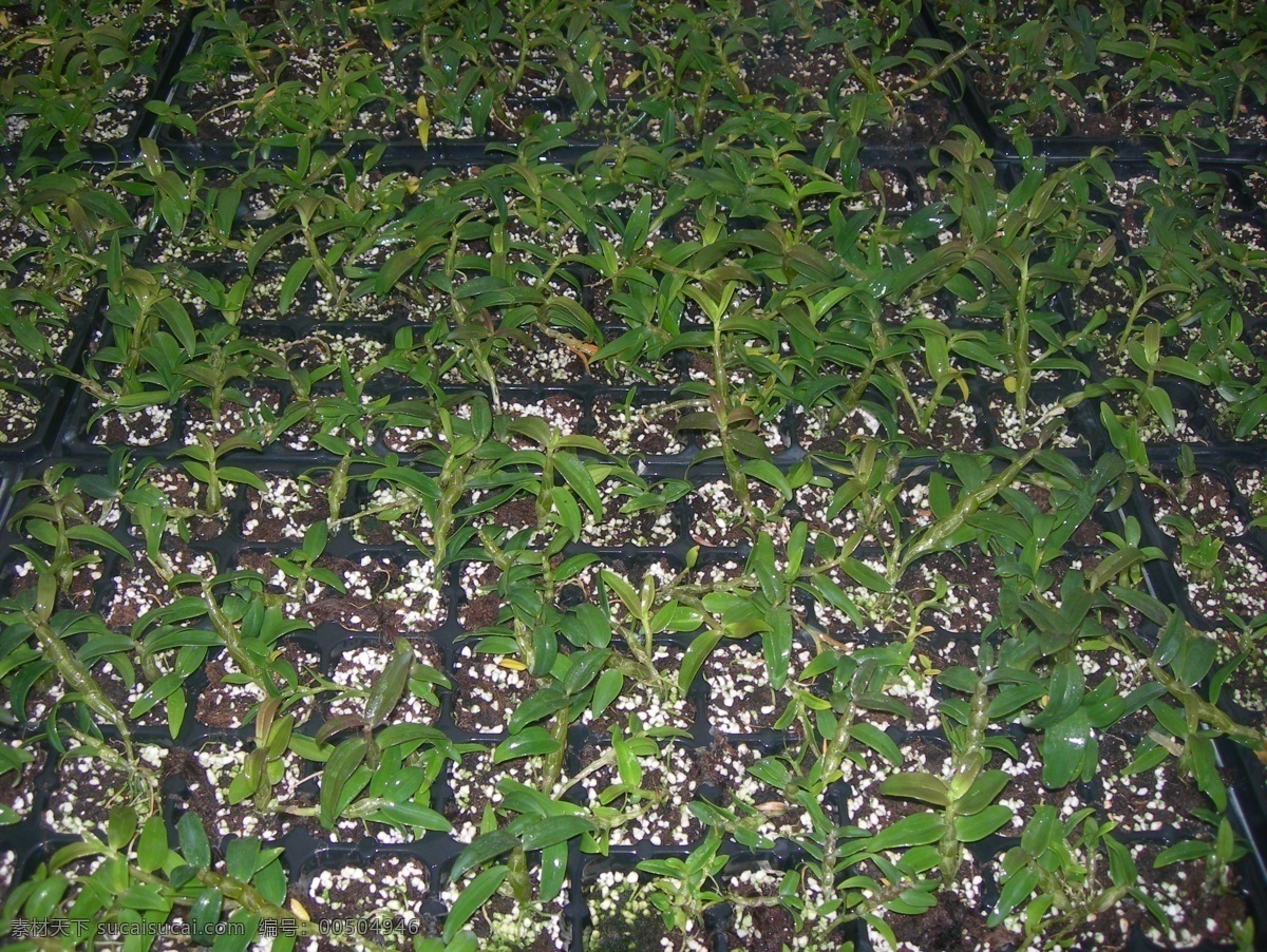 铁皮 石斛 培养 种植 铁皮石斛 加工 环境图 培植 花卉 植物 田园风光 自然景观