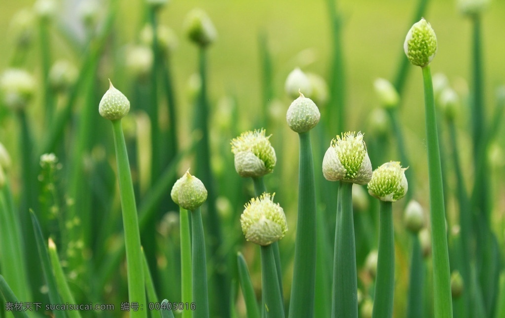 大葱 大葱花 颈干 绿色 单体 单头 花蕾 春暖花开 生物世界 蔬菜