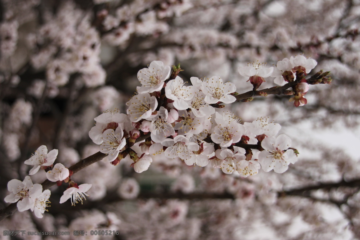 杏花 花朵 杏树 桃花 风景 蜜蜂 春天 花草 花 生物世界