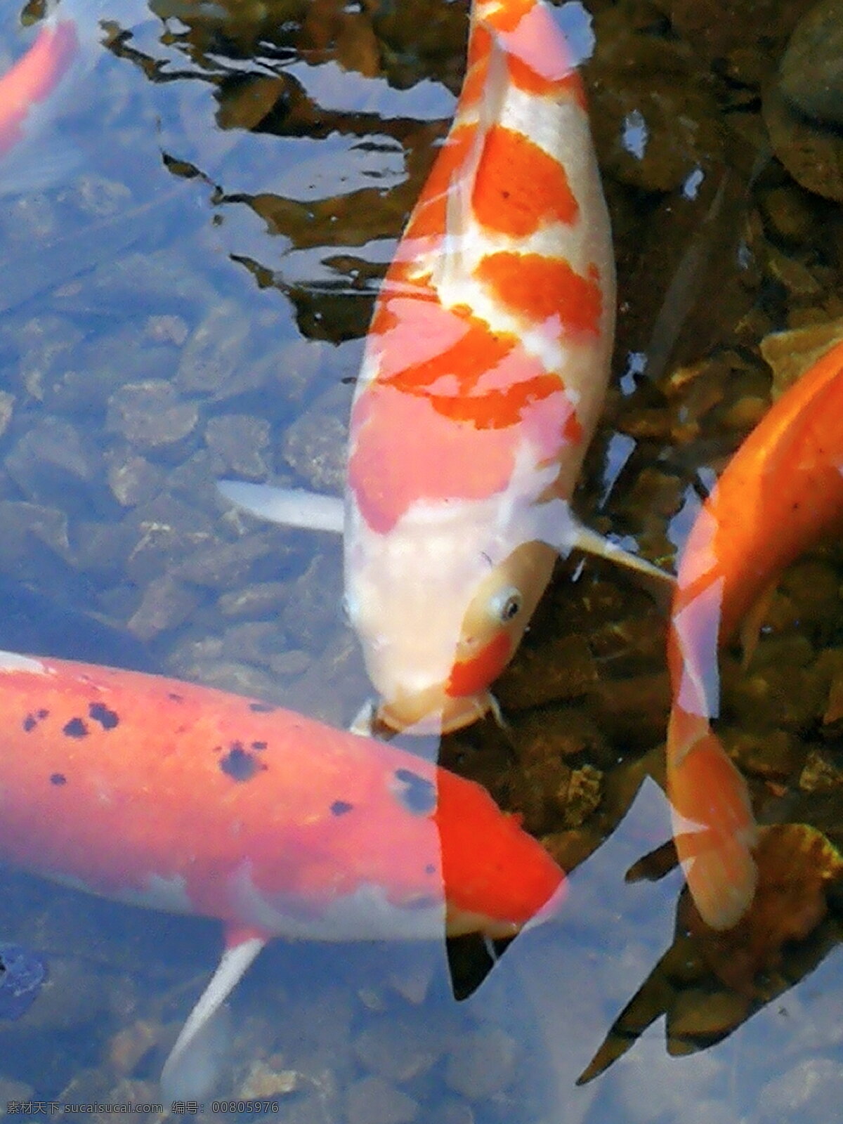 动物 鱼类 观赏鱼 红鱼 溪水 倒影 游弋 草 生物世界