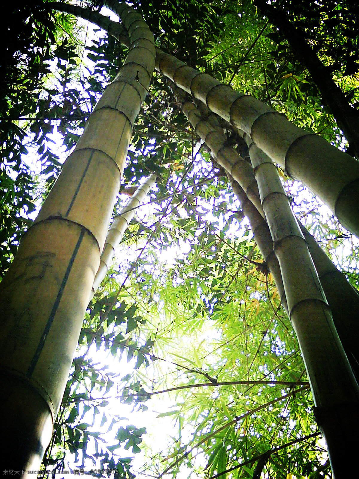 竹子 风景 绿 生物世界 树木树叶 植物 竹 绿色景观 矢量图 日常生活