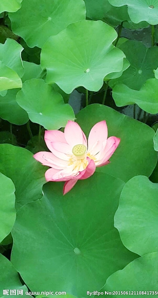 荷花 绿色 红色 荷塘 莲藕 莲花 出淤泥不燃 一朵莲花 水莲 生物世界 花草