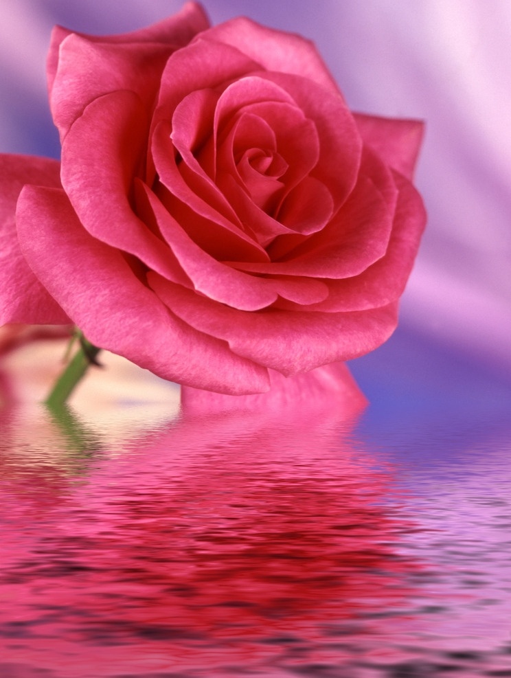 玫瑰花 玫瑰花下载 花瓣 设计素材 瑰 植物 香槟玫瑰 高清 背景 一束花 生物世界 花草