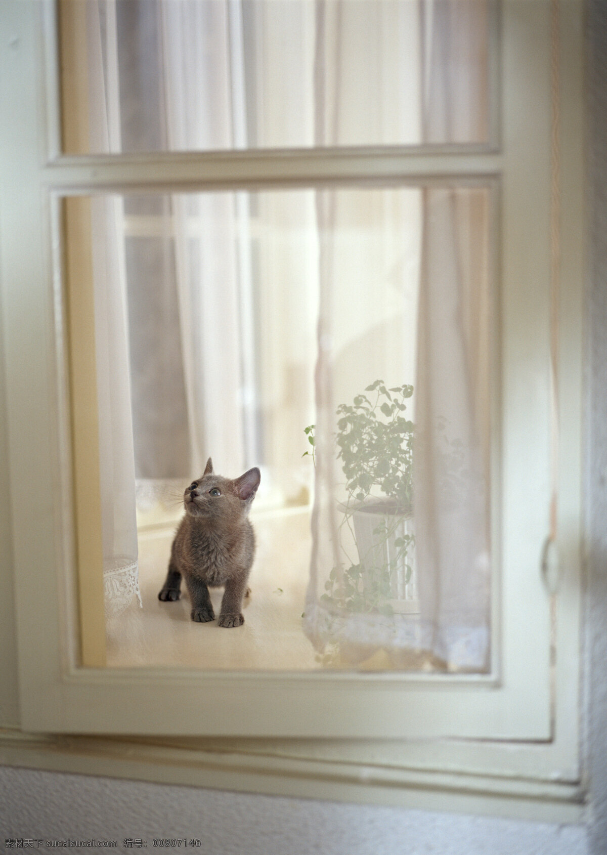 窗户 上 小猫 动物摄影 宠物 猫 可爱的猫 家猫 猫咪 小猫图片 家禽家畜 生物世界 猫咪图片