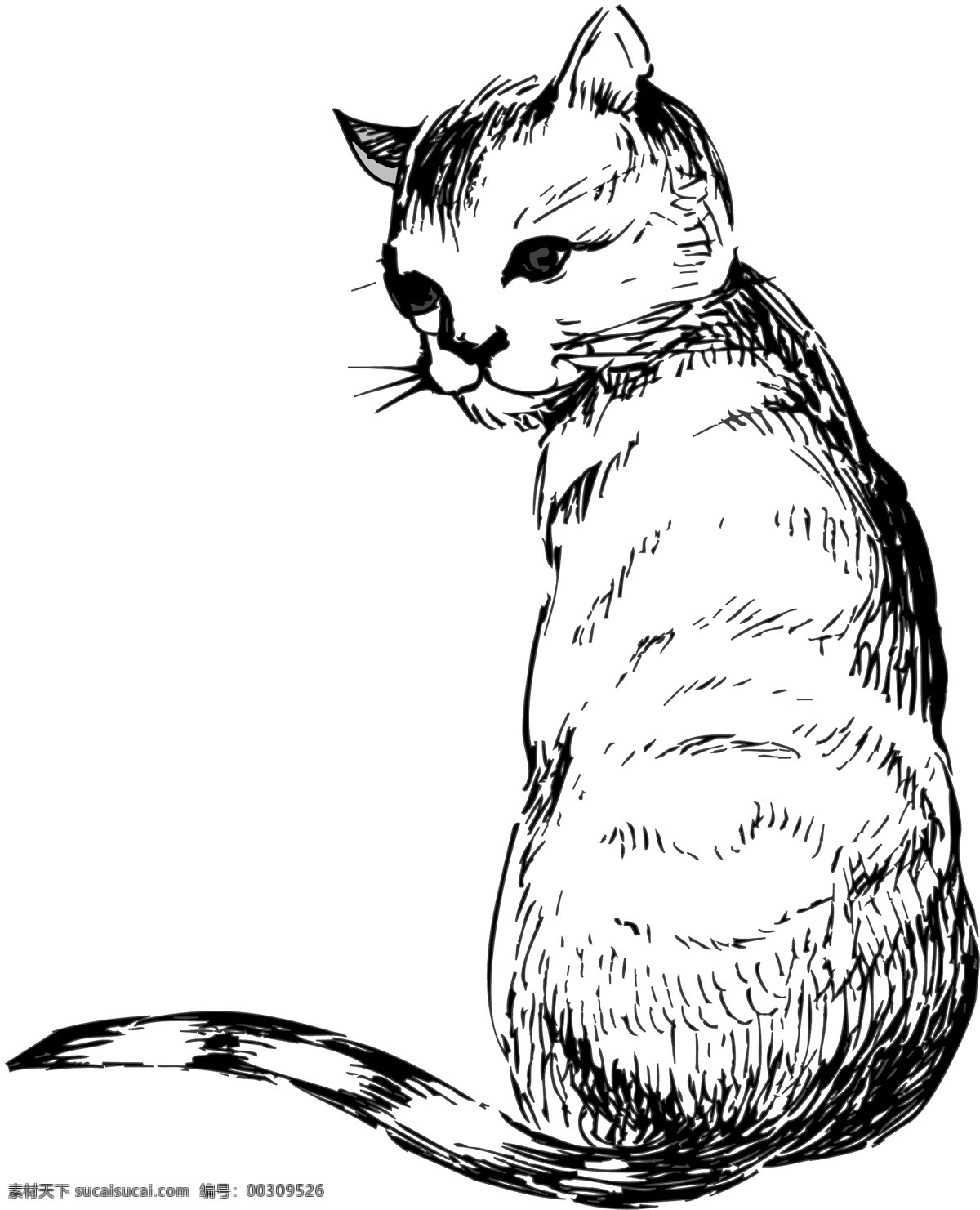 宠物猫 矢量素材 格式 eps格式 设计素材 宠物世界 矢量动物 矢量图库 白色