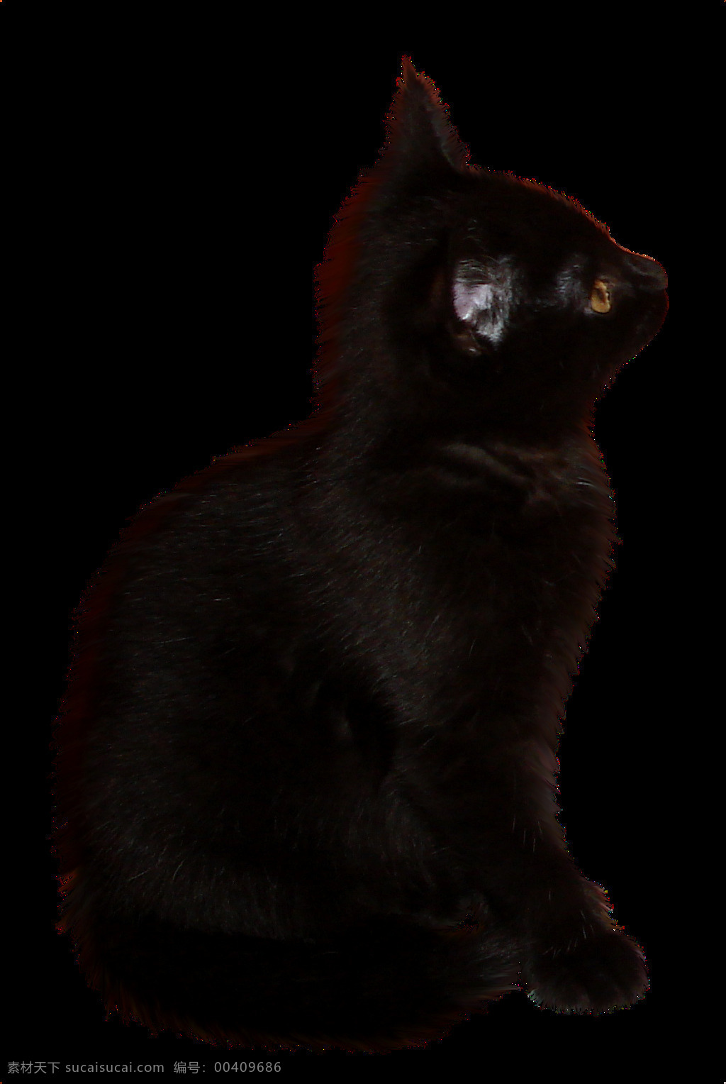 黑色 猫咪 宠物 肥猫 黑色猫咪 可爱 喵星人 图案png 装饰图案 装饰元素