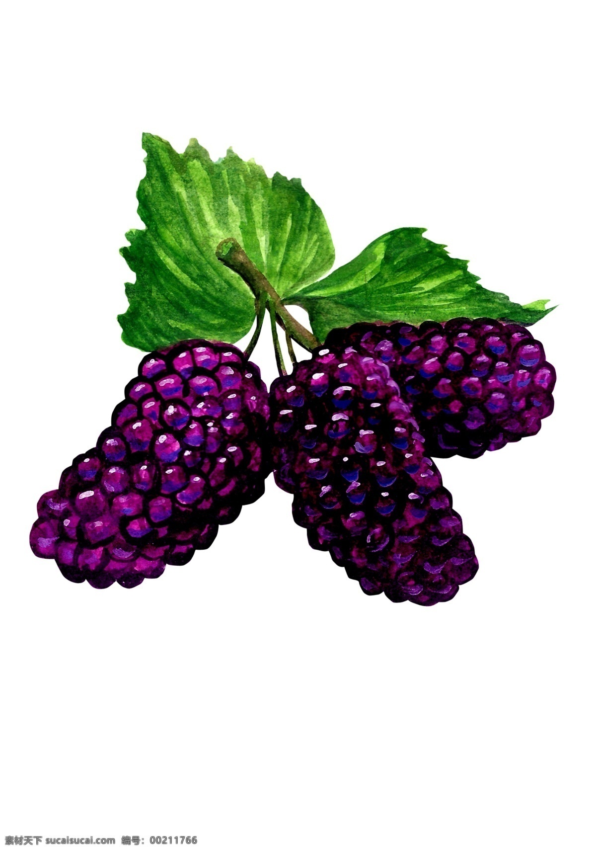 手绘 逼真 葡萄 串 源文件 紫色 绿色 水果 树叶 装饰图案