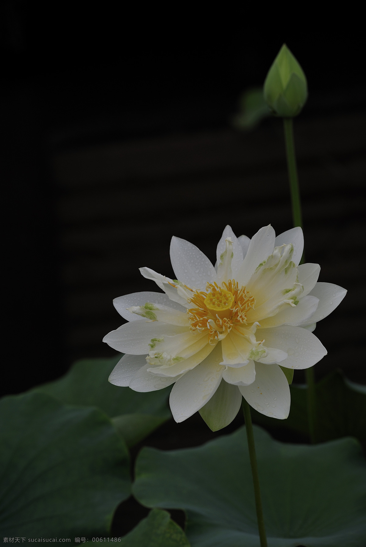 荷花 花 自然 植物 春天 阳光 草 光 绿色 成熟 秋 花草 生物世界