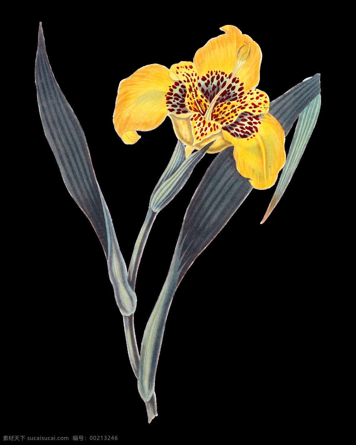 手绘 美丽 黄色 花 鲜花 透明 花瓣 花蕊 免扣素材 透明素材 叶子 植物 装饰图片