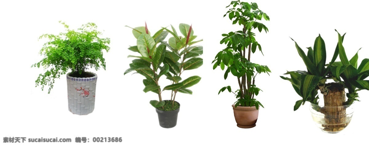 盆栽 铁线蕨 花盆 橡皮树 鸭脚木 银皇后 绿色植物 环保 健康植物 玻璃杯 叶子 多肉植物 花 室内盆栽 分层 源文件