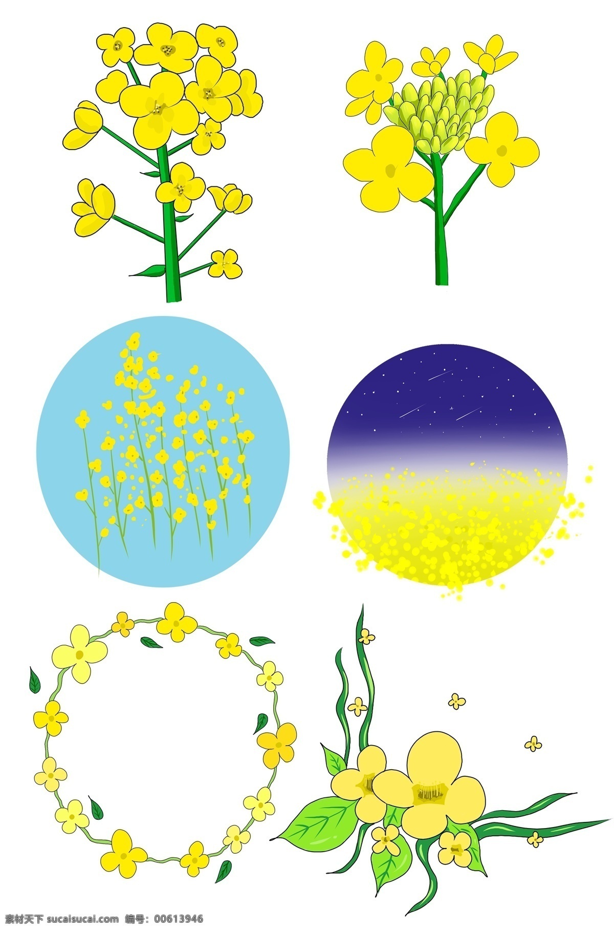 春天 开花 油菜花 开放的 黄色的 一束 艳丽的 花朵 圆形的 蓝色的背景 立着的 花环