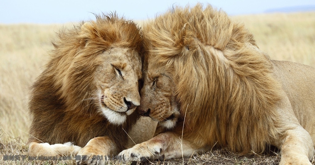 狮子 两只 公狮子 恩爱 动物 野生动物 生物世界