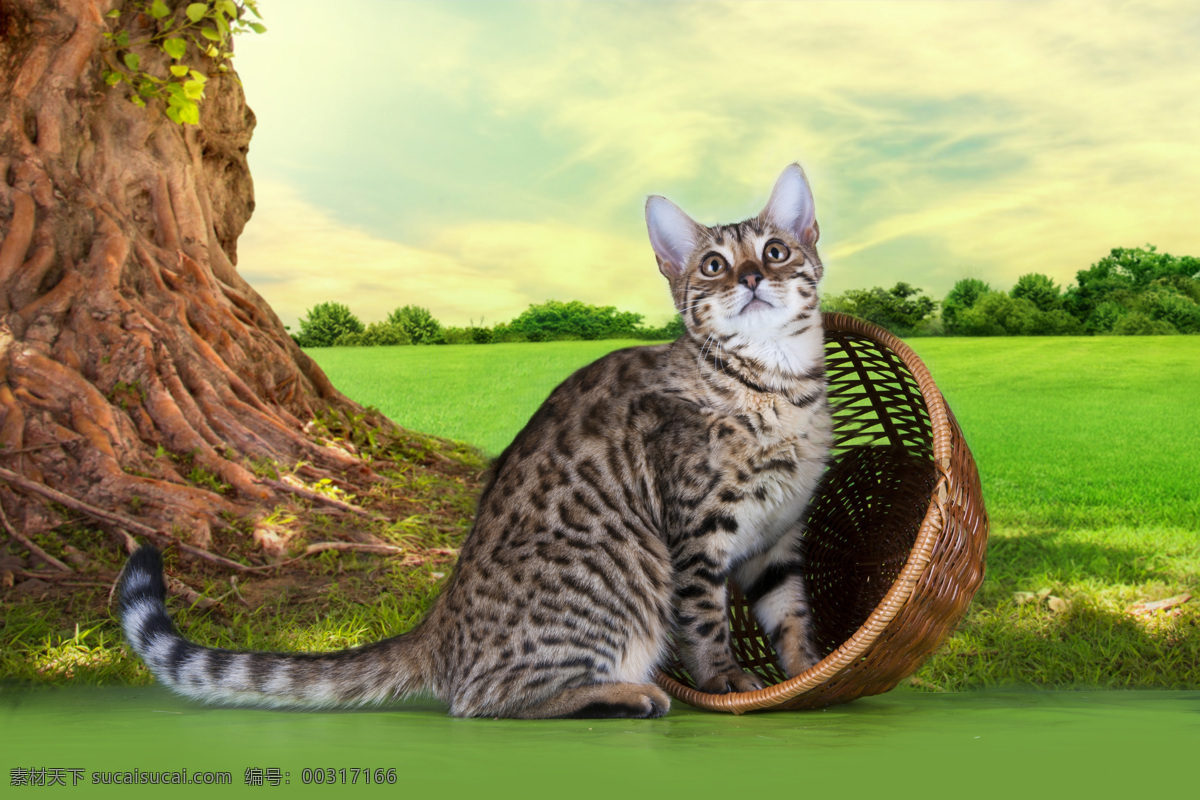 篮子 里 抬头 看 小猫 猫咪 宠物 猫科动物 野生动物 动物世界 陆地动物 动物摄影 猫咪图片 生物世界