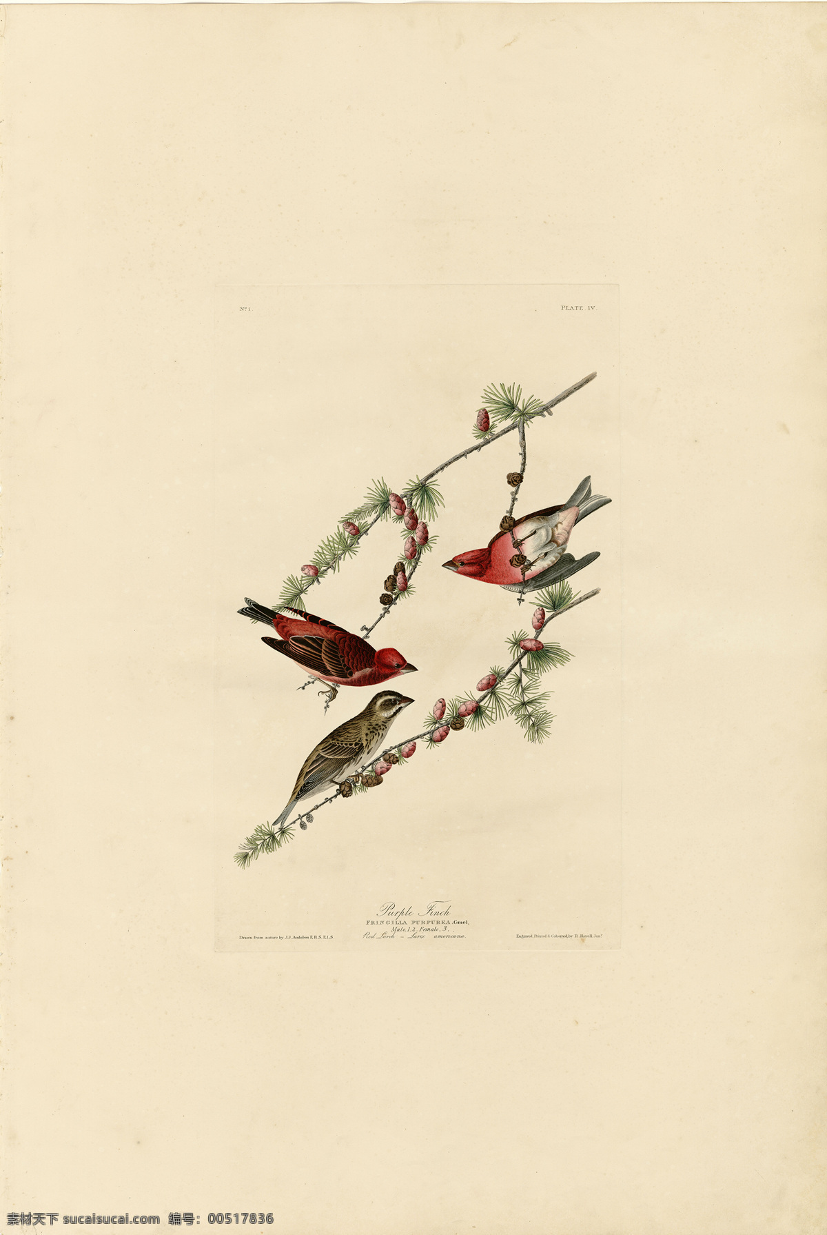 手绘鸟类系列 鸟类 美国鸟类 手绘 花鸟 鸟儿 鸟 禽类 西方图谱 植物 贝拉贝罗 鸟类素材 绘画书法 文化艺术