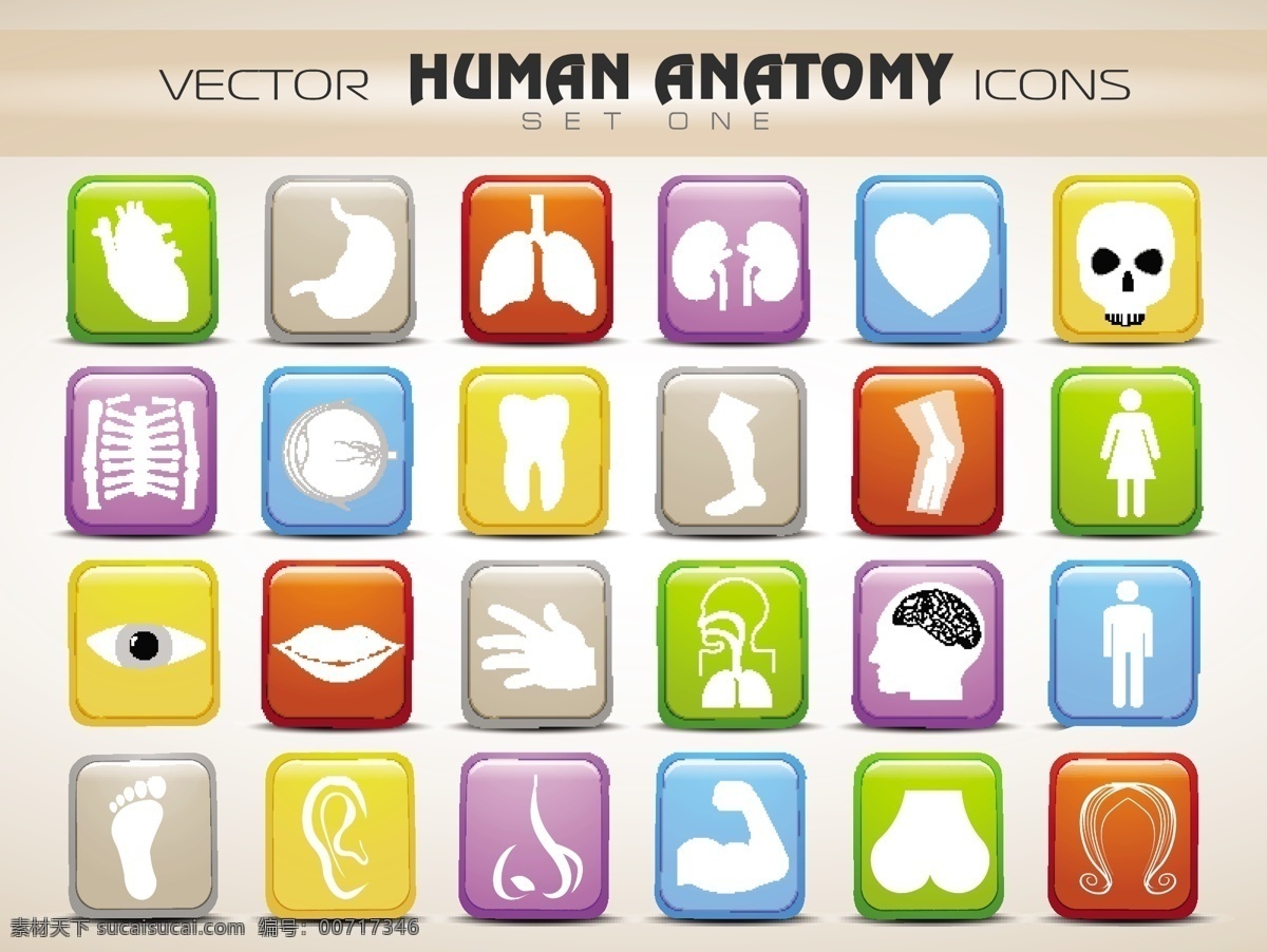 人体 解剖学 网站 图标 集 白色