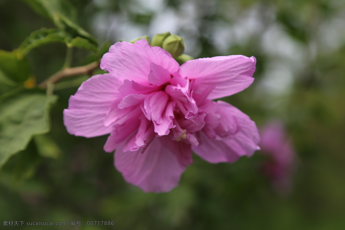 木槿花 木槿 无穷花 花卉 花儿 花草 植物 园林绿化 绿化景观 装饰画 木槿木槿花 生物世界