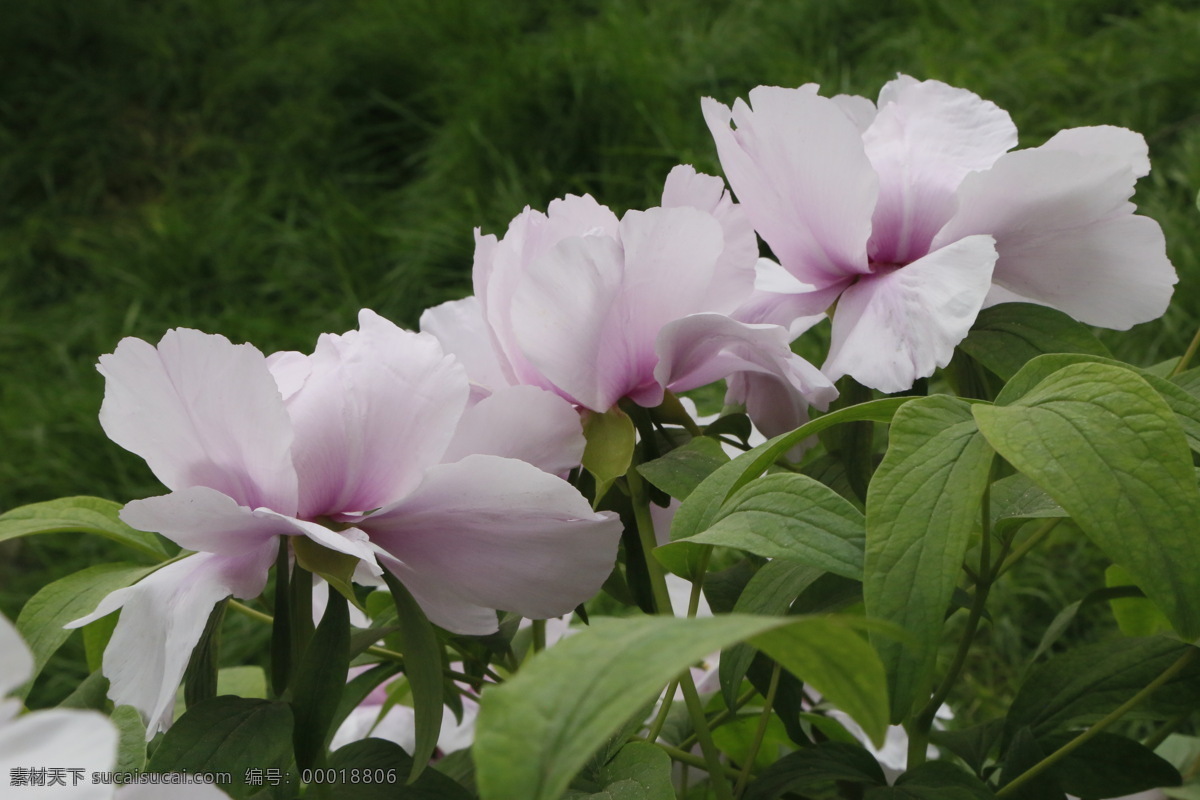 牡丹花 牡丹 鼠姑 木芍药 百雨金 洛阳花 花卉 花儿 花草 植物 园林绿化 绿化景观 花朵 芍药牡丹 生物世界