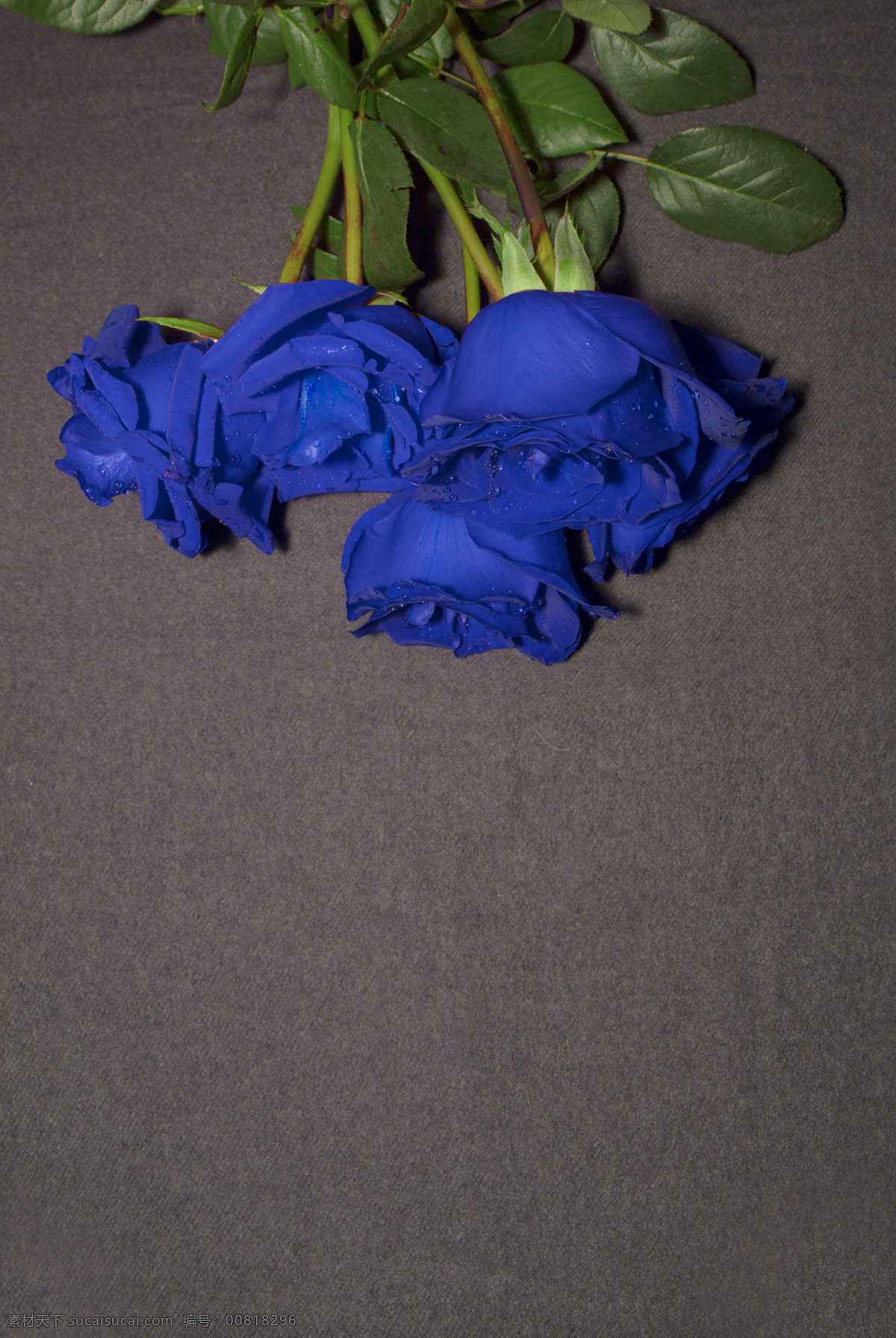 蓝色 妖姬 玫瑰花 图 蓝色妖姬 蓝玫瑰 摄影图 照片 背景 文艺 唯美 花 鲜花