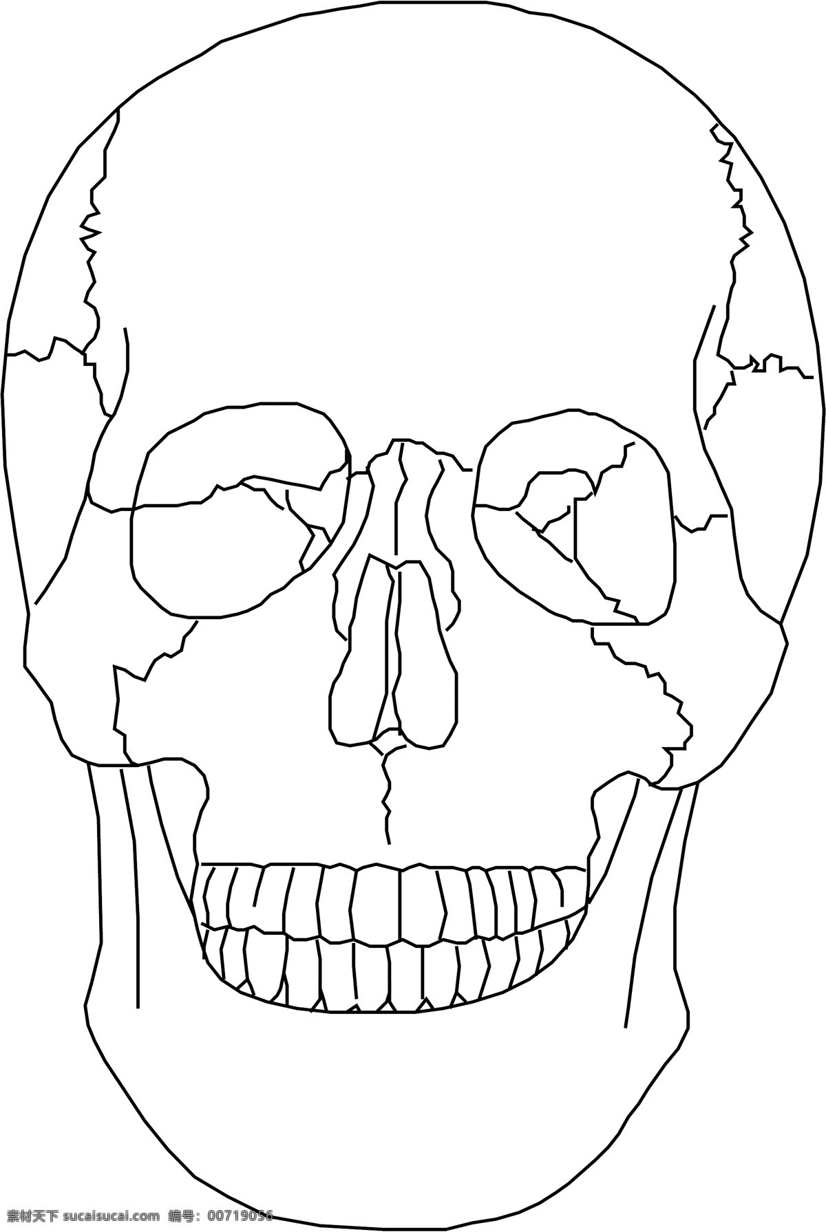 人体骨骼 矢量下载 网页矢量 商业矢量 矢量用具 白色