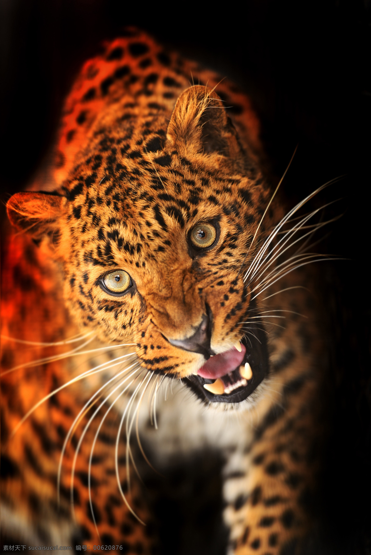 豹子 金钱豹 美洲豹 猎豹 豹纹 猛兽 凶猛 豹子头 猫科动物 野生动物 生物世界
