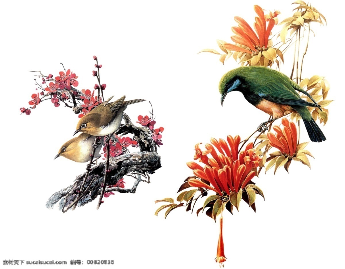 鸟语花香 喜鹊 中国文化特色 梅花 古典 动物 分层 源文件