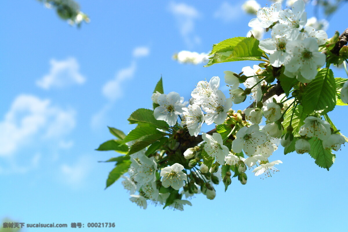 唯美 白色 樱花 风景 高清 春天花朵 浪漫樱花 樱花树 春花